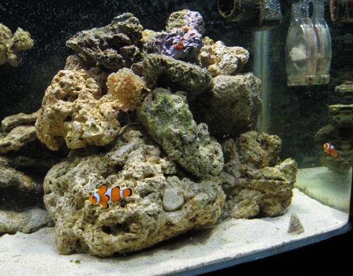 De to små klovne har overhovedet ikke bemærket den dejlige, bløde anemone. ØV... Håber det kommer.