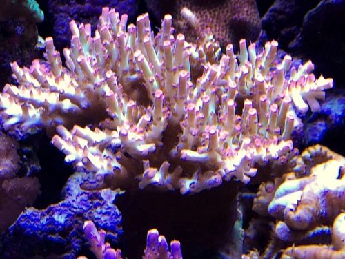 Acropora strawberry shortcake.