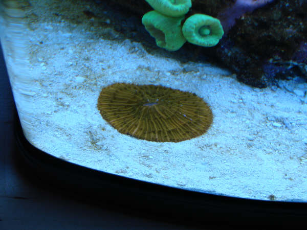 Fungia (2).JPG