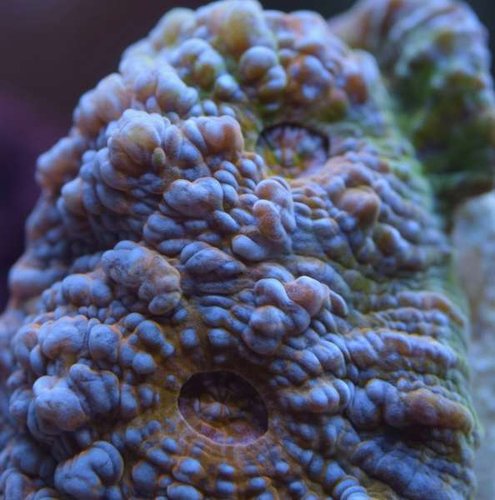 DSC_0224.jpg (39.23 KiB) Vist 2728 gange Charlice lidt tættere på