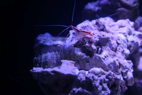 20161022IMG_Hugo.JPG (33.91 KiB) Vist 2835 gange Hugo bliver pudset