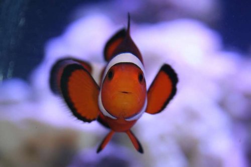 20161022IMG_Clown.jpg (21.31 KiB) Vist 2835 gange Hellooooo