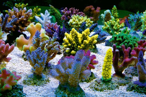 Billede af et Zeovit akvarie. Vistnok fra KZ´s hjemmeside. Farverne er bestemt flotte, men om de er naturlige er så spørgsmålet.
