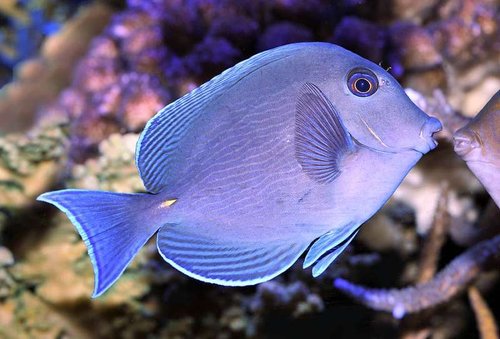 Acanthurus coeruleus Den kom fra, BHansen, da han lagde sit store akvarie ned. Den er desværre død siden.