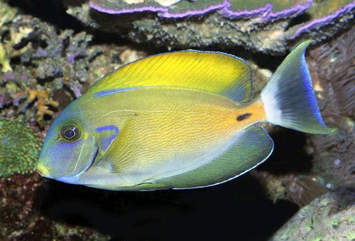 Acanthurus fowleri var en af Thomaas´s fisk der var i pleje her. Den er desværre røget efter den kom tilbage til Thomaas. En ny fisk bragte parasitter med sig og lagde stort set hele hans bestand ned. Jeg har siden fået en ny, der ligner denne til forveksling.