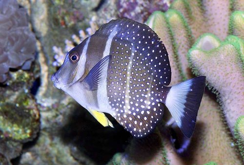 Acanthurus guttatus kom oprindelig til mig fra Lord Mike. Jeg har vel haft den 3-4 år nu og den lever i bedste velgående. En af mine perler.