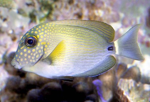 Acanthurus maculiceps 01b.jpg (42.4 KiB) Vist 2604 gange Der er samme historie med Acanthurus maculiceps, som der var med A.fowleri. Den røg også til parasitter efter den var kommet hjem til Thomaas. Den har jeg også et nyt eksemplar gående af. Stor og flot.