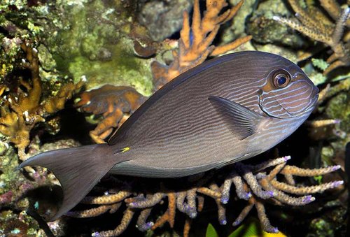 Acanthurus mata 01b.jpg (68.9 KiB) Vist 2604 gange Acanthurus mata har jeg ikke mere, desværre. Den kom som meget stor og var måske ældre end jeg troede. Havde den i ca. 3 år, hvorefter den stoppede med at spise og blev tyndere og tyndere. Til sidst døde den. <br />Den skal jeg have igen, for det er en smuk fisk.