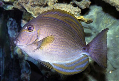 Acanthurus xanthopterus fik jeg som en lille fisk i standard størrelse. Den er nu min største kirurg. Bossen i tanken. Den har været hos mig i ca. 5 år.
