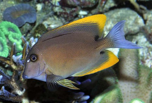 Ctenochaetus tominiensis 03b.jpg (49.59 KiB) Vist 2604 gange Ctenochaetus tominiensis. Min ældste kirurg. Over 5 år har den gået her. Som mindre (teenager) var den en bølle og jagtede alt nyt. Skelede ikke til art, ALT skulle have en over nakken. Blev først sat på plads da Mata´en kom ind i billedet. Fredelig og fordragelig nu.