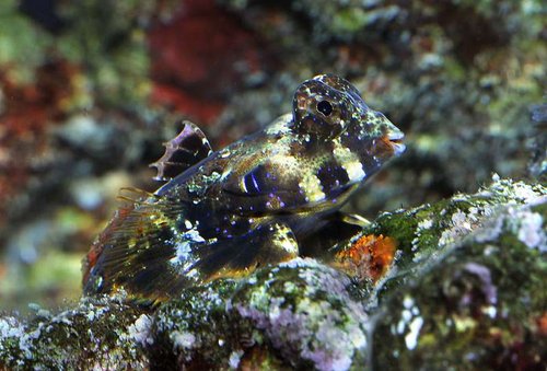 Synchiropus ocellatus 08b.jpg (56.4 KiB) Vist 2604 gange Synchiropus ocellatus. Thomaas´s lille scooter ting. Sød lille fyr.