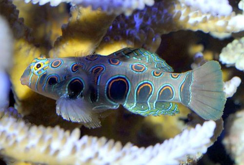 Synchiropus splendidus 08.jpg (44.01 KiB) Vist 2604 gange Min LSD fisk som jeg havde en del år. Den udviklede noget jeg kaldte for et ballon syndrom. De lignede nogle af de ballon sværddragere man ser. Efter nogle år, hvor den blev federe og federe, døde den.