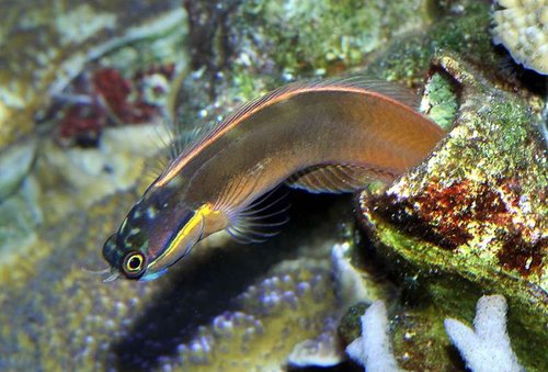 Ecsenius stigmatura 03b.jpg (58.58 KiB) Vist 2604 gange Ecsenius stigmatura var også en plejefisk. Sød lille fyr, der levede i et rør fra en død kalkrørorm.