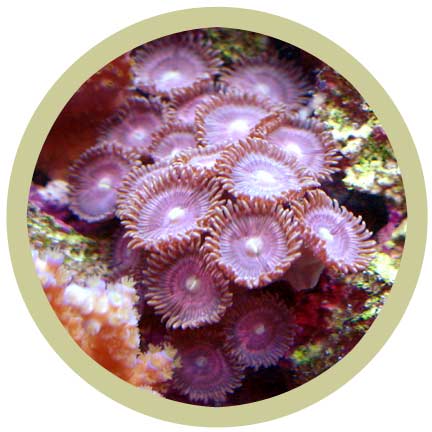 Polyp2