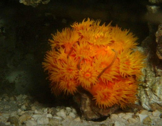 Solkoral