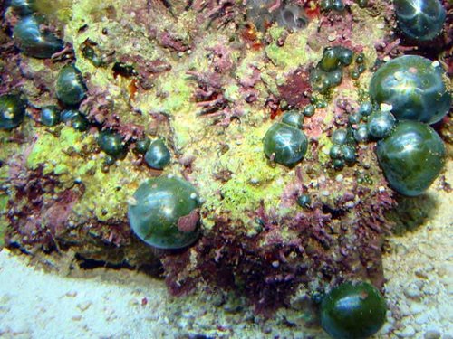 bubble-algae-lg2.jpg