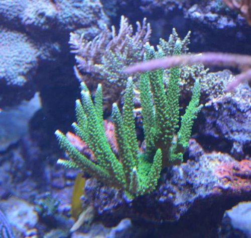 Acropora yongei &quot;Bali Slimer&quot;