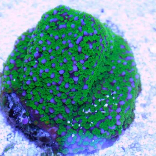 ORA´s Montipora tuberculosa ”Pokerstar”