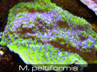 Montipora peltiformis.