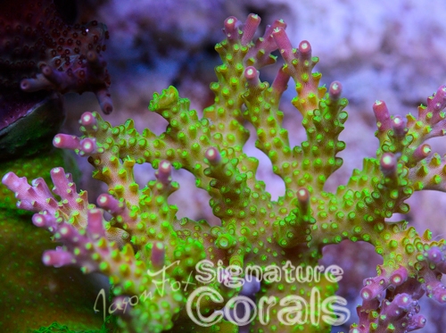 Acropora &quot;Paletta pink tip stag&quot;