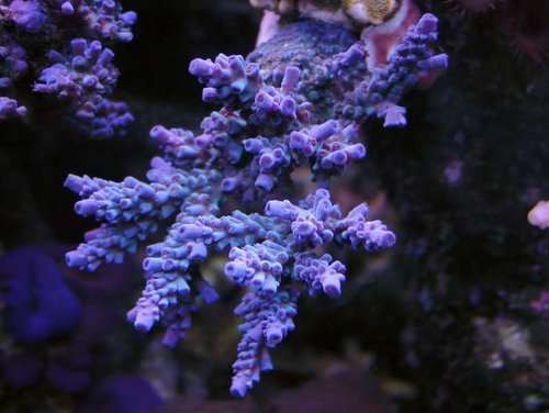 Paletta blue Acropora