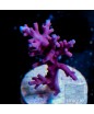 Acropora carduus - &quot;UC true red dragon&quot;