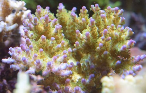 Denne er en acro jeg har købt som en Acropora yellow. Da jeg ikke ved, hvad det er for en art der er tale om, har jeg selv givet den et navn (bare for sjov skyld) Acropora spec. ”C.S. Ganloese”. Foto: Charlie saltvand