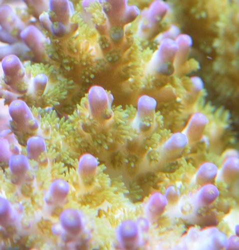 Acropora spec. &quot;CS ganloese&quot; close up<br />Foto: Charlie saltvand