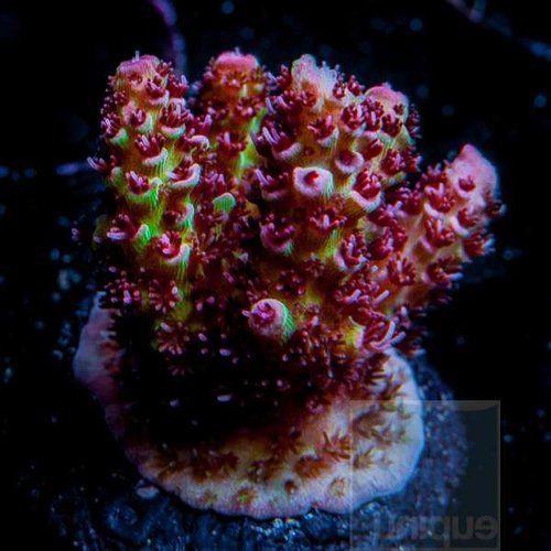 Den her er fra Unique corals.<br />Samme koral (Red Planet) den er bare flottere synes jeg.