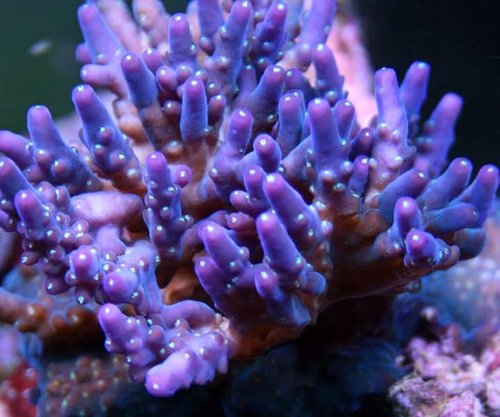 Acropora &quot;30.000 Leagues under the sea&quot;