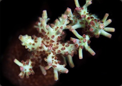 Den originale ORA short cake.<br />Den er knap så flot, som den fra Unique Corals.