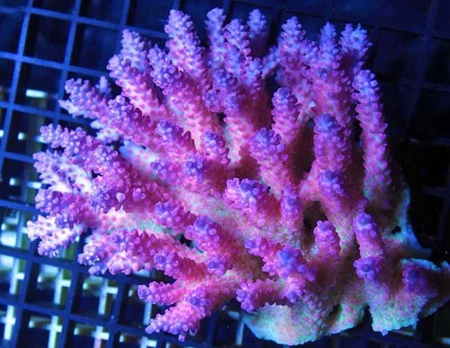 Acropora ”Badabing”  Doh. Man skulle ikke tro det, det er næsten kikset. Det burde de kunne gøre bedre.