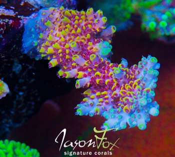 Acropora &quot;After party&quot; ???????