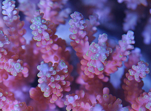 Acropora ”Tinas pink orgasm”