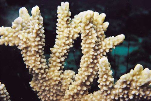 Montipora capitata.<br />Her kan man tydeligt se forskellen fra M.confusa.