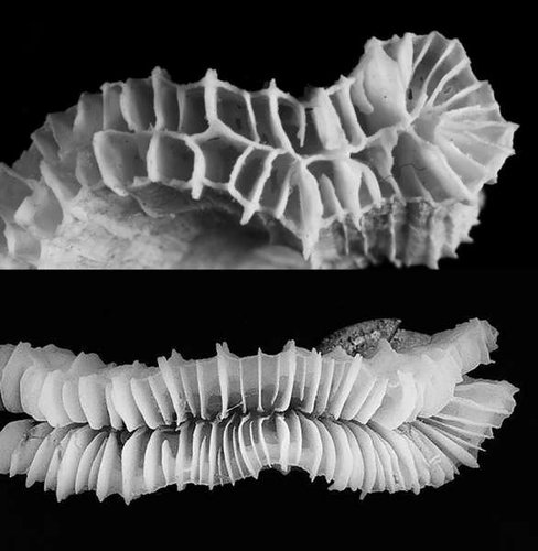 Skeletons of fox coral (Nemenzophyllia) above showing a median wall in the center of the valley, and Plerogyra discus below showing a valley with no median wall.