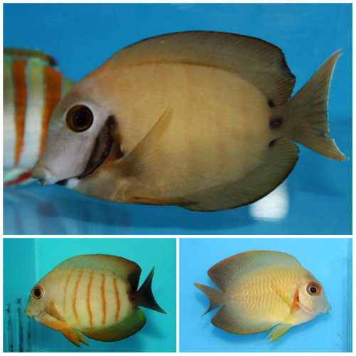 A.tristis er fra det indiske ocean. Så det kan være, at det alligevel er en A.pyroferus, bare fra et andet findested.