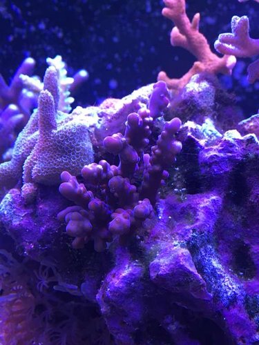 Bestilt hjem fra dejong. Skulle ha været en blå acropora