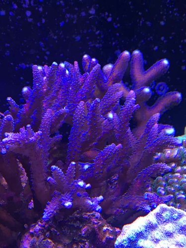 Lilla acropora fra Peder lukkede ned