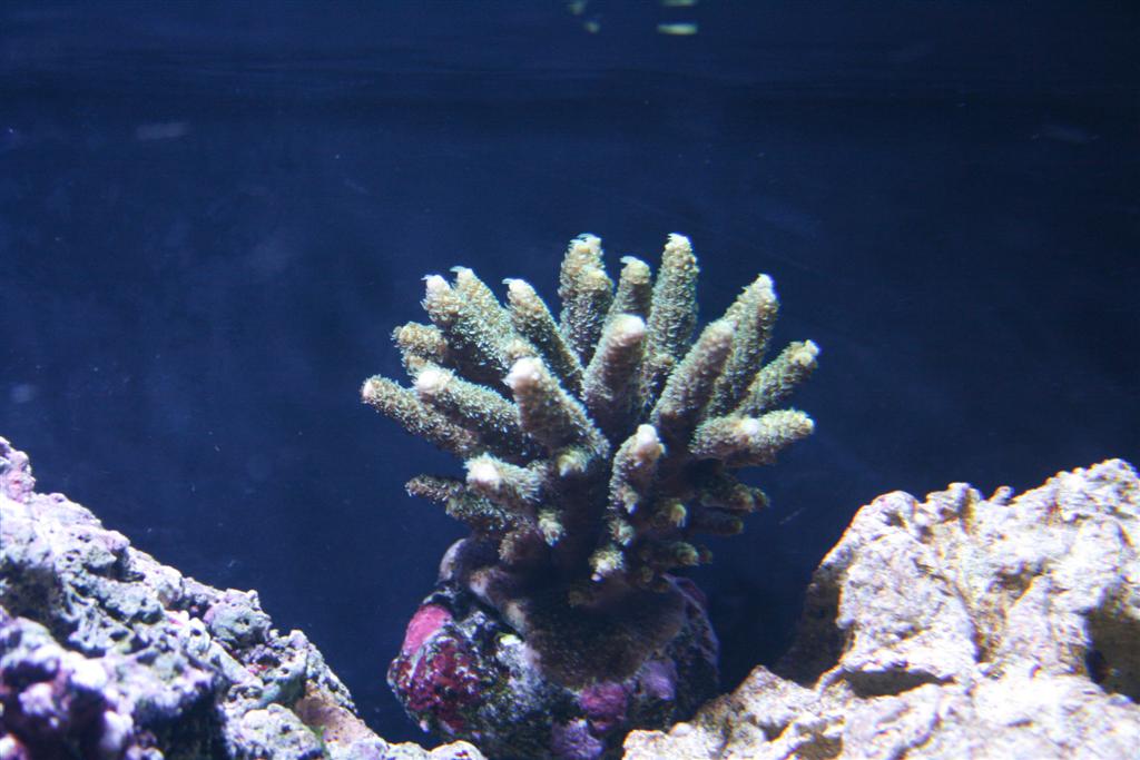 Acropora men hvilken ???