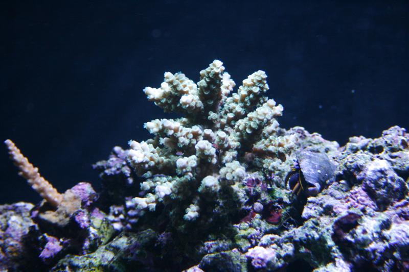Acropora men hvilken ???