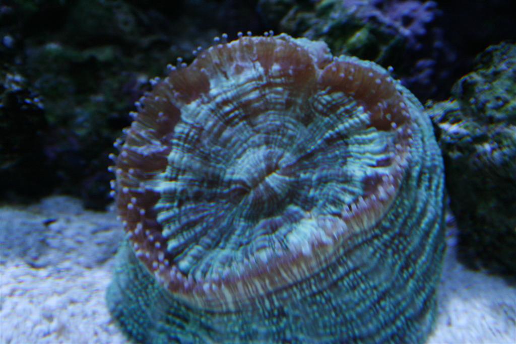 Cynarina