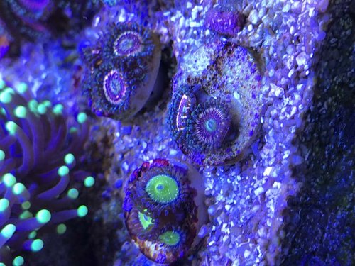 Blandet zoa