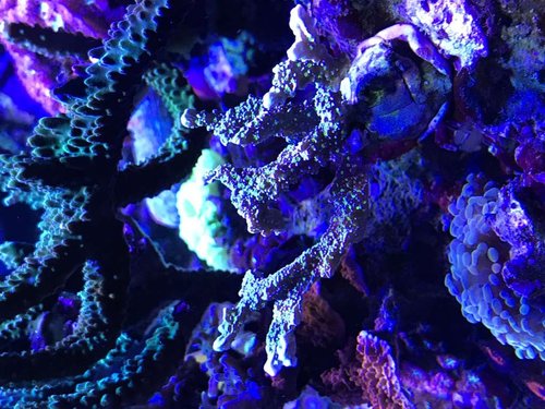 Sps