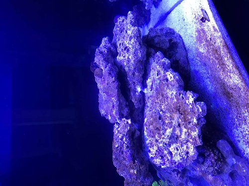 IMG_1954.JPG (92.51 KiB) Vist 5734 gange alger