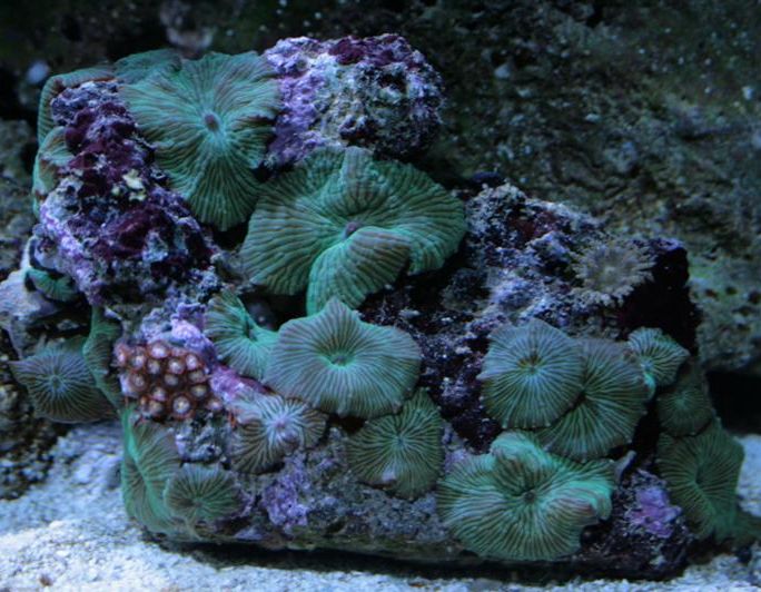 Discosoma sp. grøn med bonus polypper :)