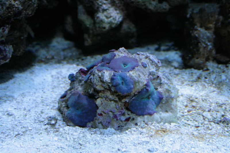 Discosoma sp. blå