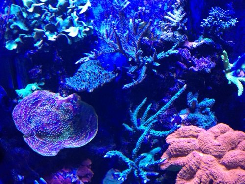 IMG_0787.JPG