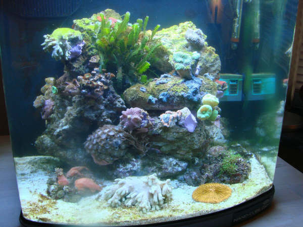 Akvarie klovnfisken 049.JPG