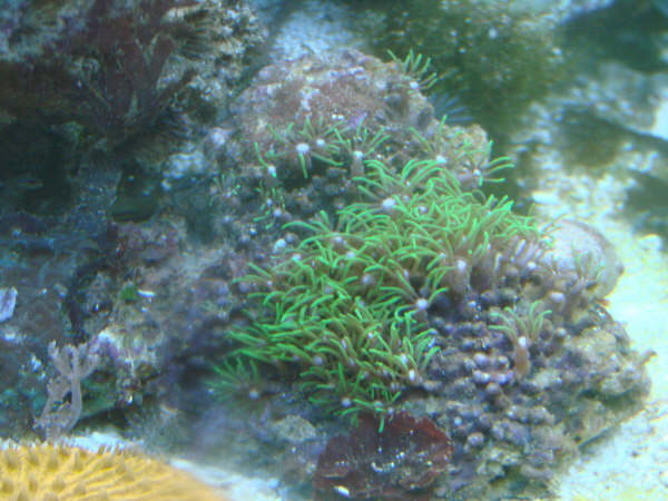 Akvarie klovnfisken 043.JPG